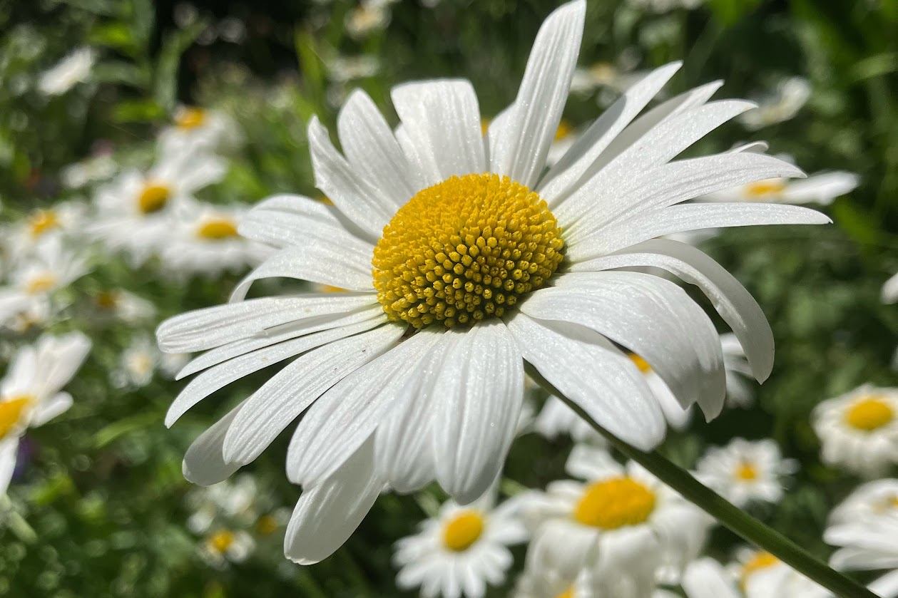 A group of Oxeye daisies in long grass, a close-up of a daisy in the foreground.