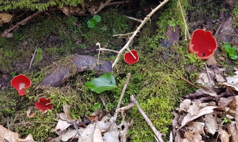 Several small, bright red cup-shaped fungi on a green, mossy log.