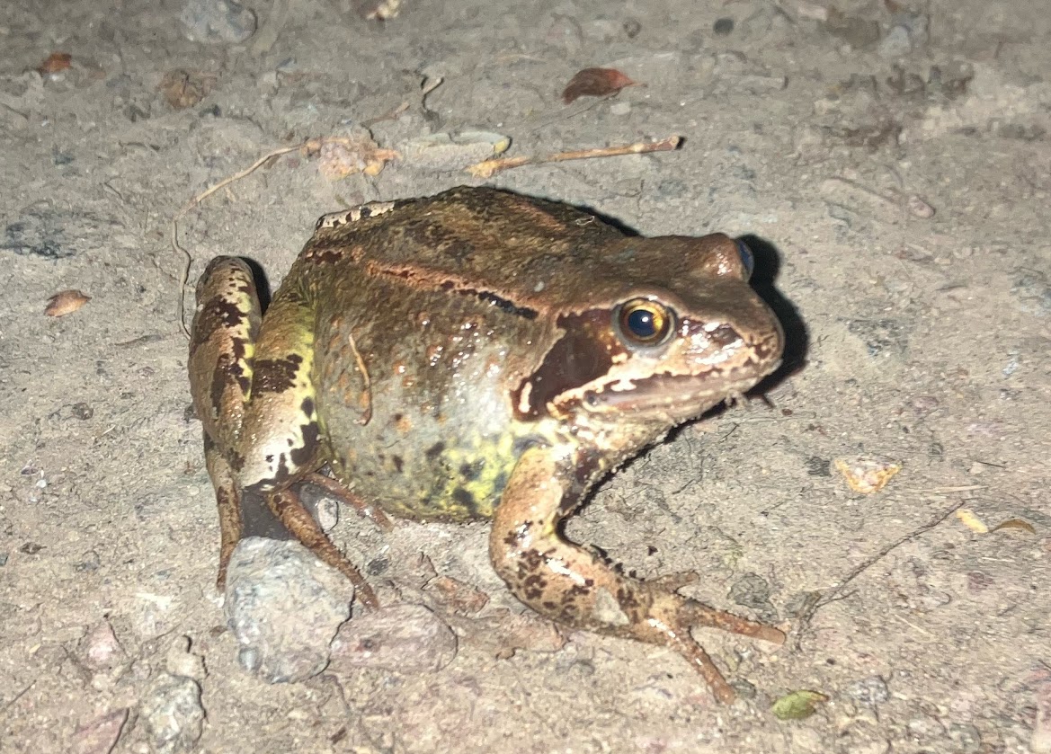 A common frog on a woodland path at dusk.