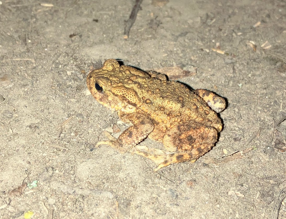 A common toad on a woodland path at dusk.