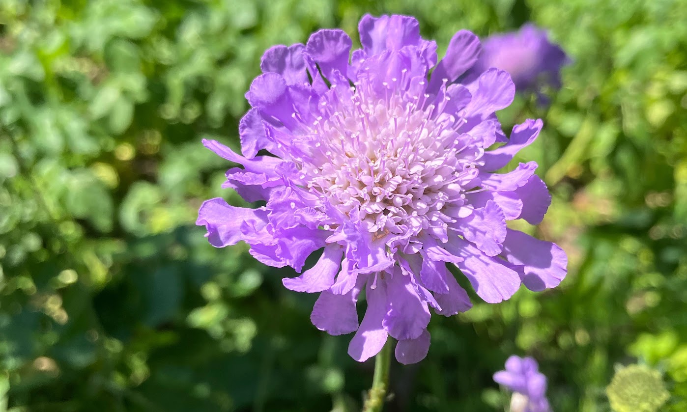 Purple Field Scabious in bloom, against a blurred background of green foliage.