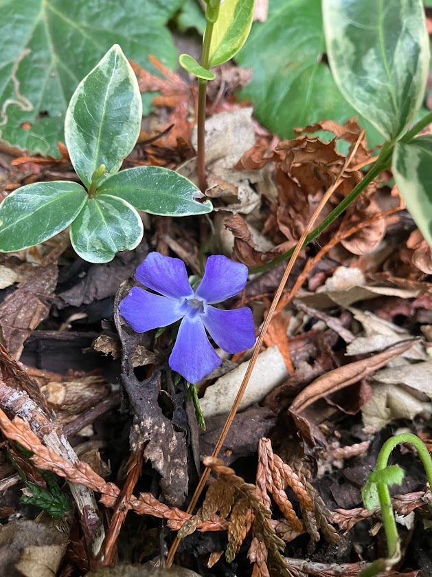 A single purple flower of the Lesser Periwinkle growing through a mulch of bark and conifer.