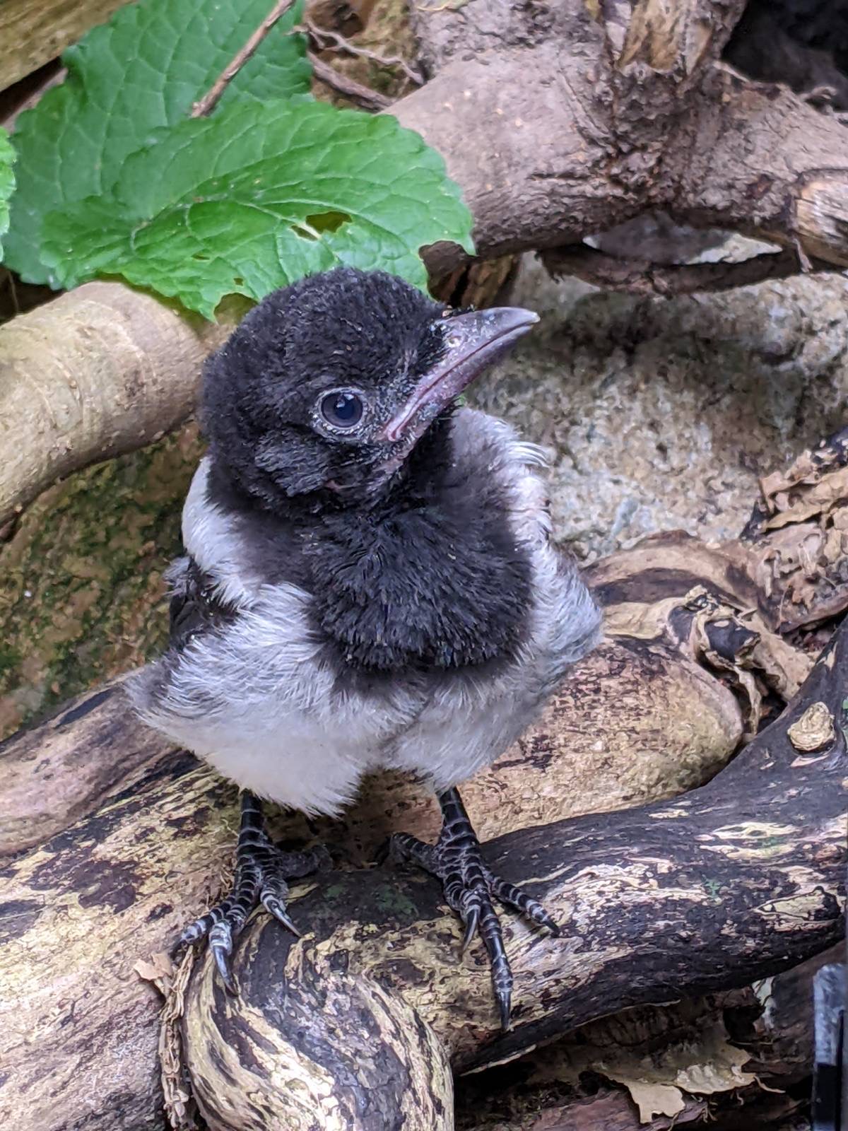 A fledgling magpie among twigs and leaves.