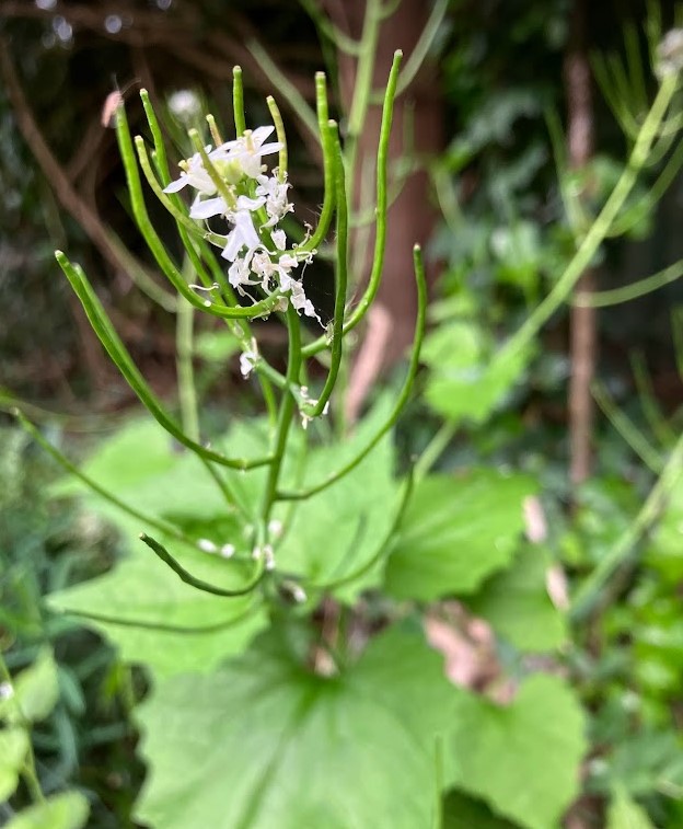 A few remaing white flowers among empty stalks above a mass of green leaves.