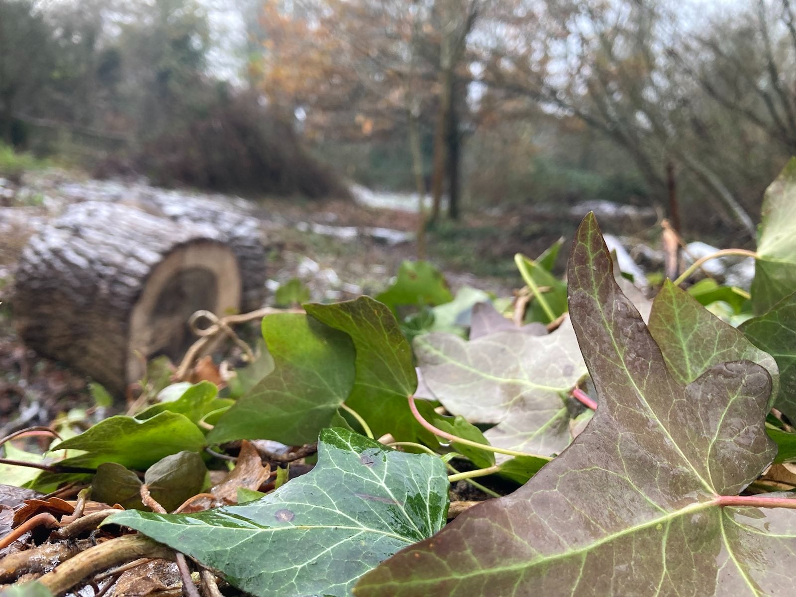 Ivy in the foreground, with part of a felled oak and woodland in the background.