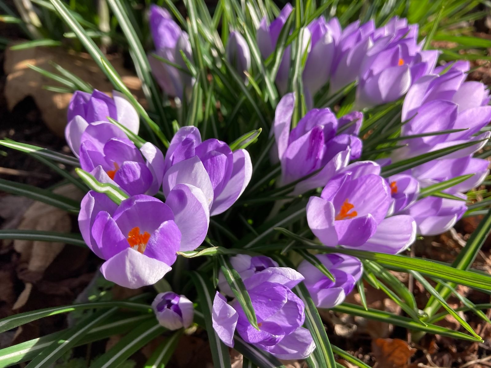 A large cluster of purple crocuses opening up in the sunshine to reveal very orange anthers.