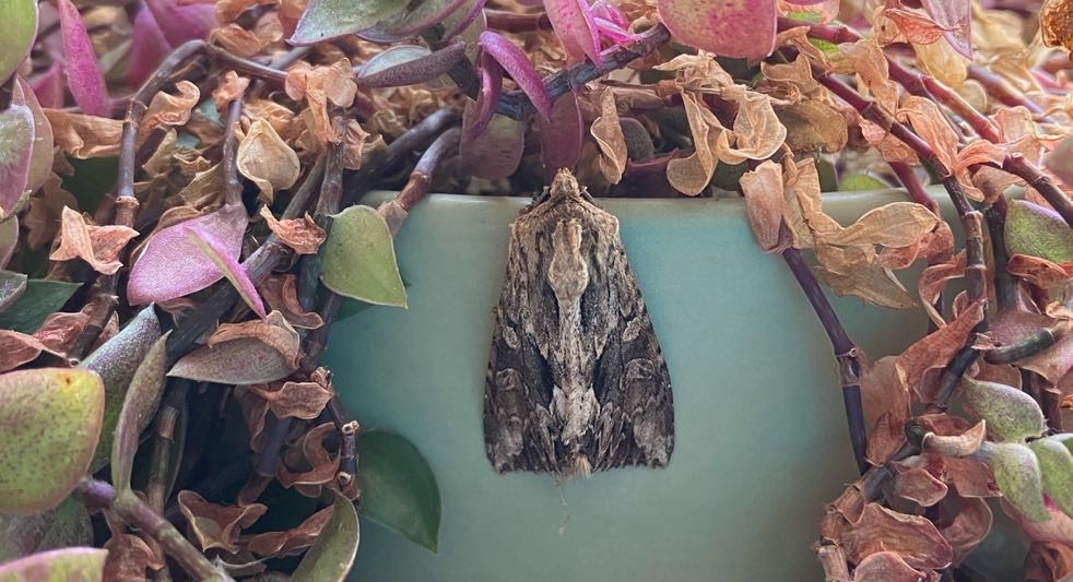 A blue plant pot overflowing with small, dry, pink and green leaves. A brown moth with darker streaks along its folded wings rests against the rim of the pot.