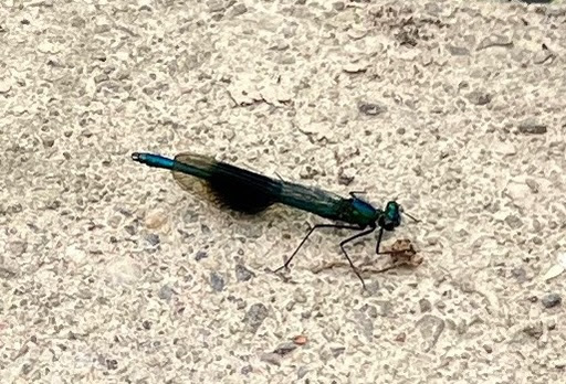 A damselfly, wings folded and at rest on paving. The thick dark 'band' marking its wings and its metallic blue body indicates it is a male.