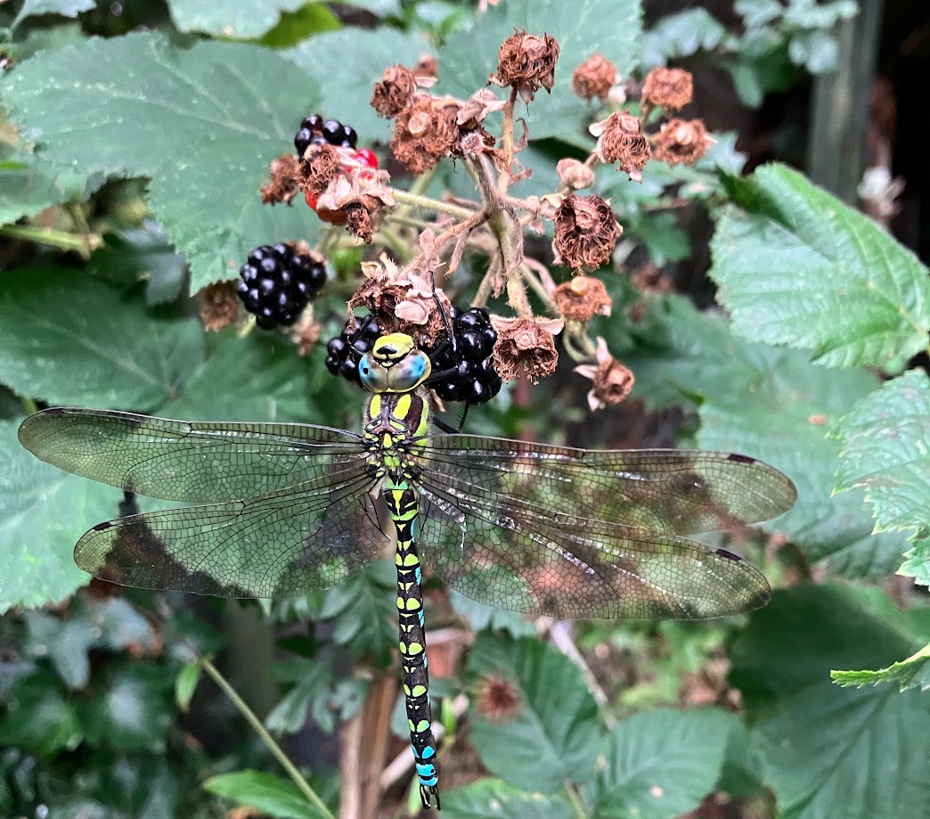 A Hawker dragonfly camouflaged against black and red bramble fruits and green leaves.