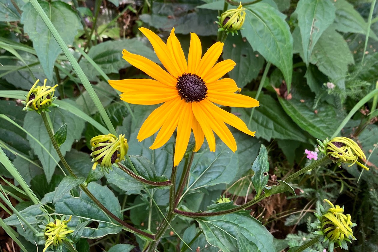 Bright yellow rudbeckia flower with a dark brown centre, against a mass of green leaves.