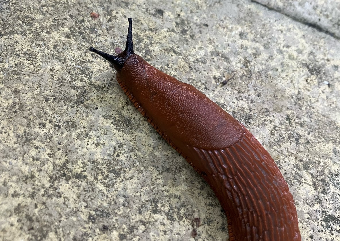 A large brown slug with black antennae extended, makes its way across paving, pausing only to eat a small purple petal of verbena bonariensis.
