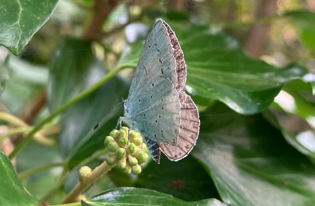 A silver-blue Holly blue butterfly on newly-forming ivy berries, against green foliage.