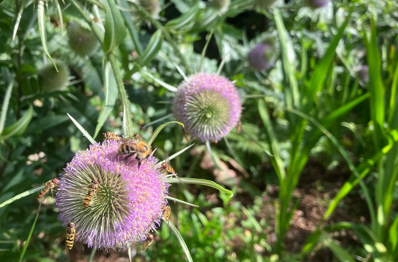 In the foreground, a purple teasel head coming into flower, being visited by hoverflies and a bee. More teasel heads in the background, among dense green foliage..