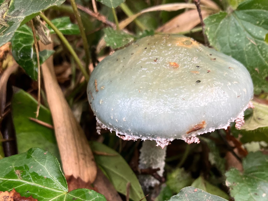 A sticky, glistening, blue-green mushroom emerging from ivy and bark chippings.