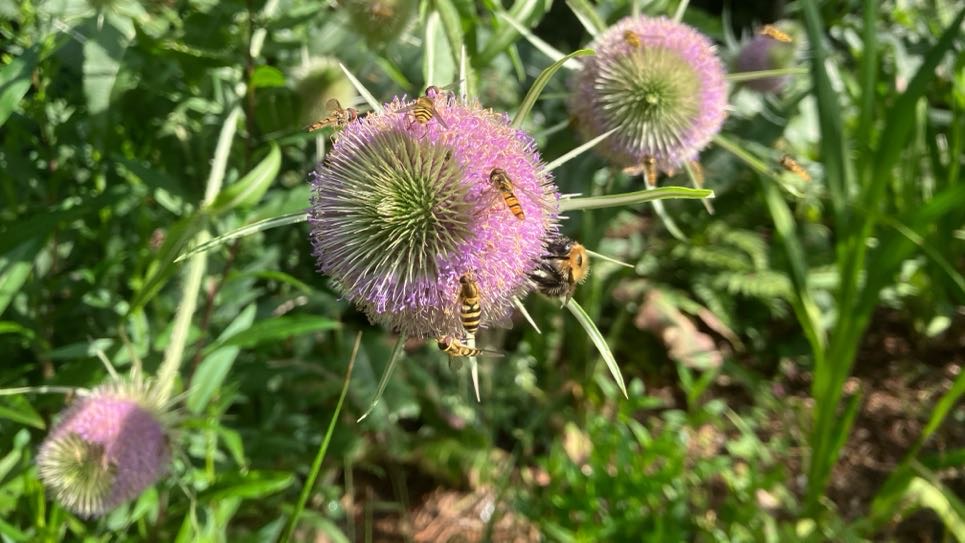 In the foreground, three purple teasel heads coming into flower and being visited by hoverflies and a bee. Dense green foliage in the background.