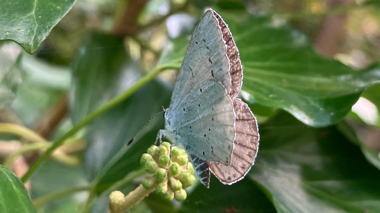 A Holly blue butterfly at rest on young green ivy berries, against a background of ivy leaves.
