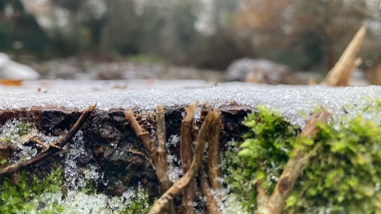 A layer of frost on a large tree stump, moss and severed ivy stems in the foreground, blurred woods in the background.