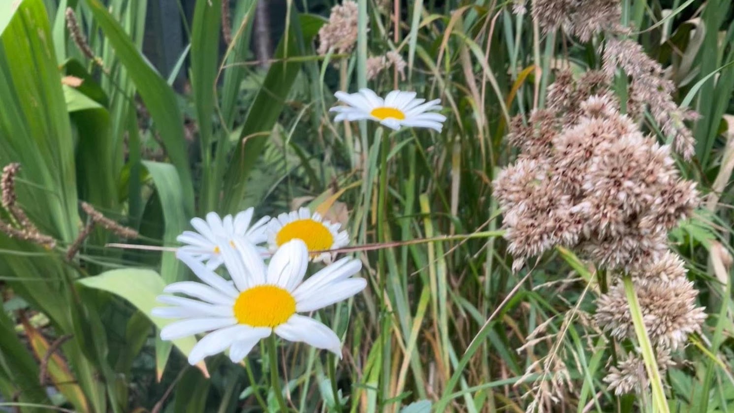 White Ox-eye daisies and browning grasses in the foreground, long green leaves of Montbretia and Crocosmia in the background.